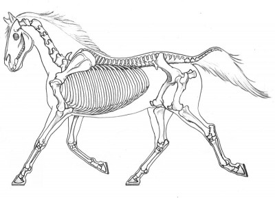 Horse Skeleton trotting